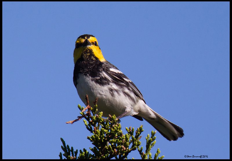 _6SB9774 golden-cheeked warbler.jpg